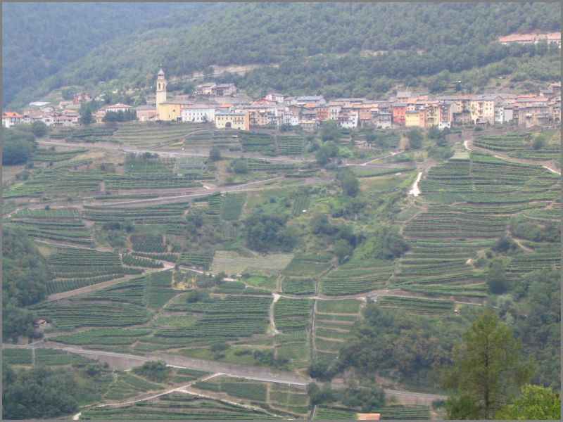 winnice w poudniowej czci Dolomitw, przed samym Trento